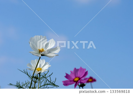 深秋時節盛開的波斯菊，藍天白雲，留白處可作留白。 133569818
