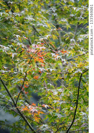 京都大原邪光院庭園 133569861