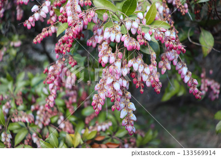 Flowers and plants that add color to the space 133569914