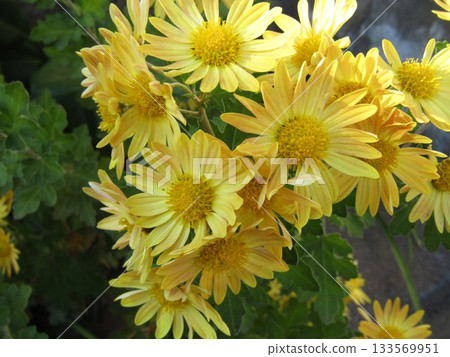 家庭花壇裡的黃色菊花 家庭花壇裡的黃色菊花 133569951