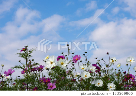 深秋時節盛開的波斯菊，以及秋天天空的留白。 133569960