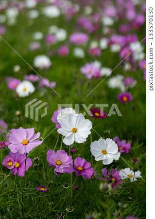 深秋的波斯菊領域 深秋的波斯菊領域 133570130