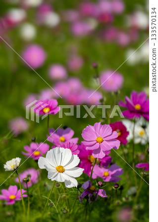 深秋的波斯菊領域 深秋的波斯菊領域 133570134