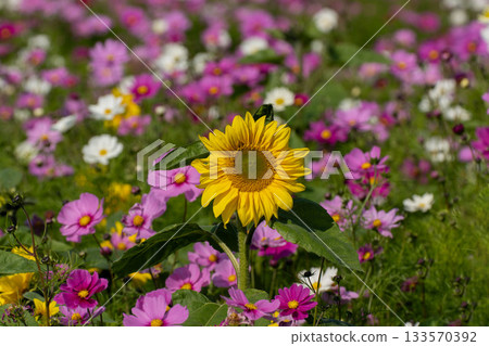 秋末時節,波斯菊與向日葵交相輝映。 秋末時節,波斯菊與向日葵交相輝映。 133570392
