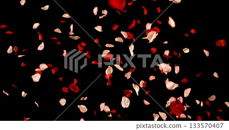 Flying Dark Red and Pink Rose Petals Isolated on Black Background. Freeze Motion VFX Overlay for Romantic Scenes, Cinematic Transitions and Graphics. Flying Dark Red and Pink Rose Petals Isolated on Black Background. Freeze Motion VFX Overlay for Romantic Scenes, Cinematic Transitions and Graphics. 133570407