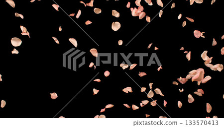 Flying Pink Rose Petals Isolated on Black Background. Freeze Motion VFX Overlay for Romantic Scenes, Cinematic Transitions and Graphics. Flying Pink Rose Petals Isolated on Black Background. Freeze Motion VFX Overlay for Romantic Scenes, Cinematic Transitions and Graphics. 133570413