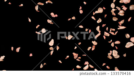 Flying Pink Rose Petals Isolated on Black Background. Freeze Motion VFX Overlay for Romantic Scenes, Cinematic Transitions and Graphics. Flying Pink Rose Petals Isolated on Black Background. Freeze Motion VFX Overlay for Romantic Scenes, Cinematic Transitions and Graphics. 133570416