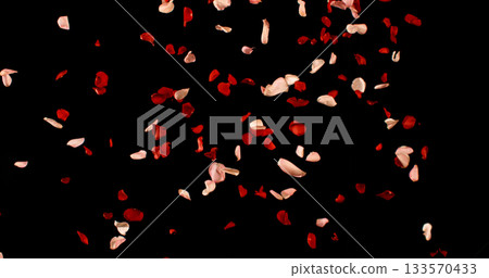 Flying Dark Red and Pink Rose Petals Isolated on Black Background. Freeze Motion VFX Overlay for Romantic Scenes, Cinematic Transitions and Graphics. Flying Dark Red and Pink Rose Petals Isolated on Black Background. Freeze Motion VFX Overlay for Romantic Scenes, Cinematic Transitions and Graphics. 133570433