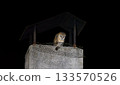 Mysterious Barn Owl Perched on a Chimney at Night 133570526