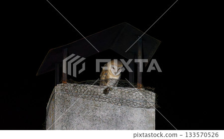 Mysterious Barn Owl Perched on a Chimney at Night Mysterious Barn Owl Perched on a Chimney at Night 133570526