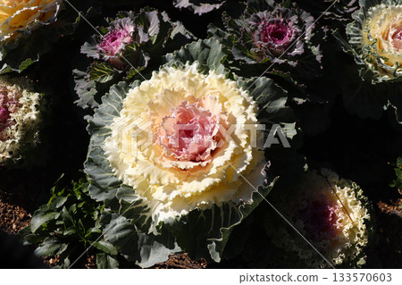 Flowers and plants that brighten up the space Flowers and plants that brighten up the space 133570603
