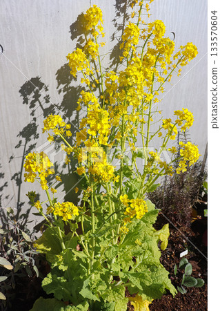 Flowers and plants that brighten up the space 133570604