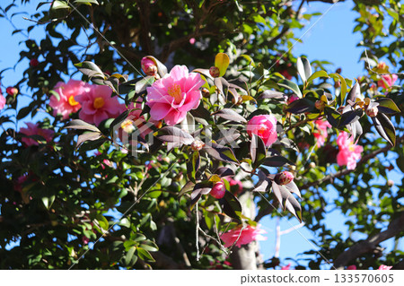 Gorgeous camellia 133570605