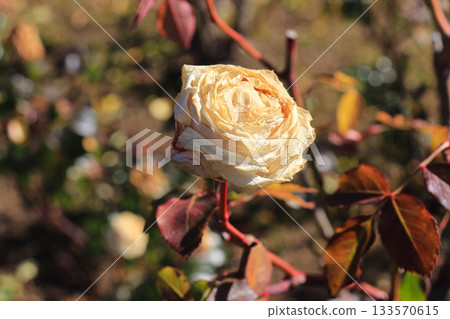 Rose in winter 133570615
