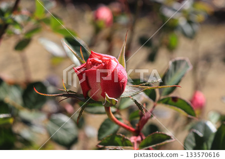Rose in winter Rose in winter 133570616