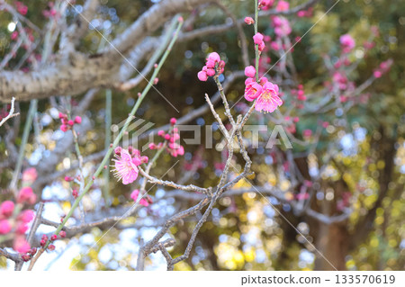Delicate and beautiful plum blossoms Delicate and beautiful plum blossoms 133570619