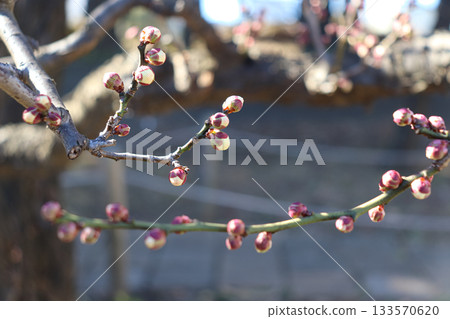 Delicate and beautiful plum blossoms Delicate and beautiful plum blossoms 133570620