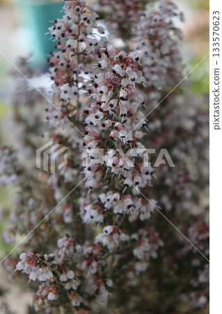 Flowers and plants that brighten up the space Flowers and plants that brighten up the space 133570623