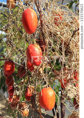 野生菱角 野生菱角 133570625