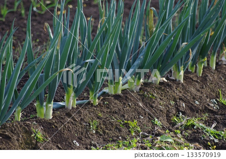 A field where white onions are grown A field where white onions are grown 133570919