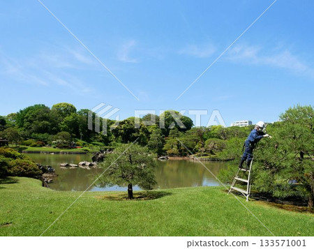 東京六義園的樹木養護 東京六義園的樹木養護 133571001