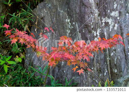 Pale red maple leaves beginning to turn red Pale red maple leaves beginning to turn red 133571011