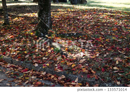 A carpet of colorful fallen leaves 133571014