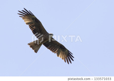 Black kite soaring gracefully over Eempolder in Eemnes, Netherlands on a clear day Black kite soaring gracefully over Eempolder in Eemnes, Netherlands on a clear day 133571033