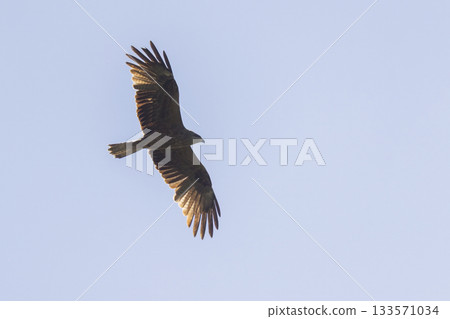 Black kite soaring gracefully in clear skies over Eempolder, Eemnes, Netherlands during a sunny day Black kite soaring gracefully in clear skies over Eempolder, Eemnes, Netherlands during a sunny day 133571034