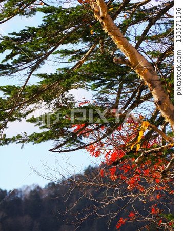 日光國家公園的菅沼 133571156