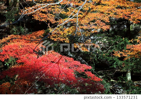 Bright autumn leaves at Befu Gorge (Kami City, Kochi Prefecture) Bright autumn leaves at Befu Gorge (Kami City, Kochi Prefecture) 133571231