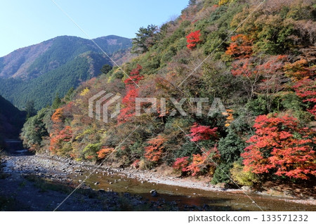 Befu Gorge: Autumn leaves along the national highway (Kami City, Kochi Prefecture) 133571232