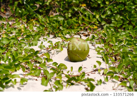 A green coconut lies on the sand surrounded by lush vegetation in a tropical setting under bright sunlight A green coconut lies on the sand surrounded by lush vegetation in a tropical setting under bright sunlight 133571266