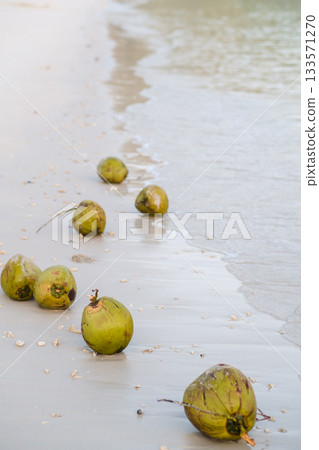 The tropical beach is covered with green coconuts, and gentle waves splash on the shore under the warm sun, creating a calm marine atmosphere in a tropical paradise The tropical beach is covered with green coconuts, and gentle waves splash on the shore under the warm sun, creating a calm marine atmosphere in a tropical paradise 133571270