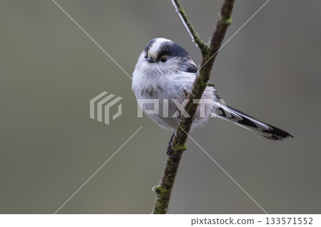 Long-tailed tit perched on a branch in the Netherlands during a calm morning 133571552
