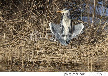 Grey heron spreads its wings on Gooimeer Pier in Huizen, Netherlands during sunny winter day Grey heron spreads its wings on Gooimeer Pier in Huizen, Netherlands during sunny winter day 133571553