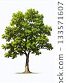 A young tree with a lush green crown isolated on a white 133571607