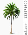Palm tree with lush branches isolated on white background 133571609