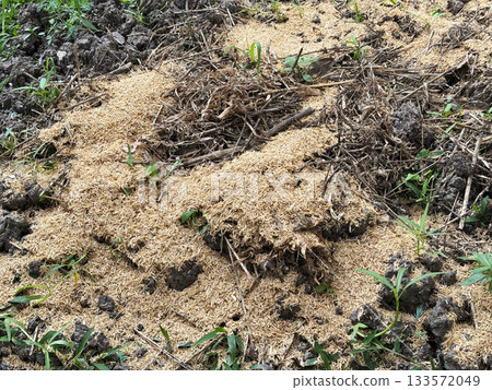 Using rice husks to condition the soil after cultivation Using rice husks to condition the soil after cultivation 133572049