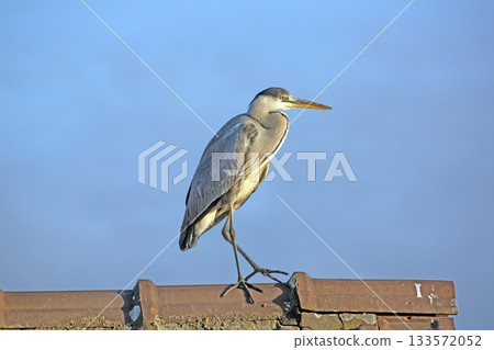 Grey heron walking on rooftop in warm evening light Grey heron walking on rooftop in warm evening light 133572052