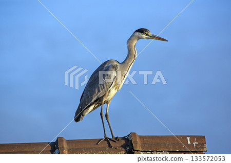 Grey heron standing on rooftop in evening light Grey heron standing on rooftop in evening light 133572053