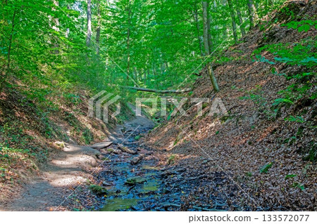 Woodland gorge with small creek in summer light 133572077