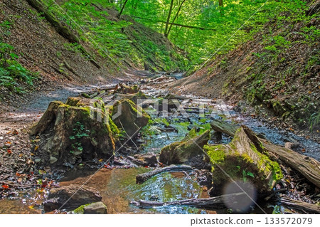 Mossy stumps along forest creek in narrow gorge Mossy stumps along forest creek in narrow gorge 133572079