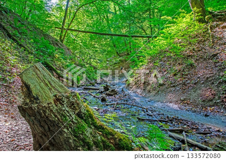 Forest gorge with creek and tree stump in summer light Forest gorge with creek and tree stump in summer light 133572080