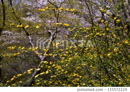 黃色春花:山吹 黃色春花:山吹 133572229