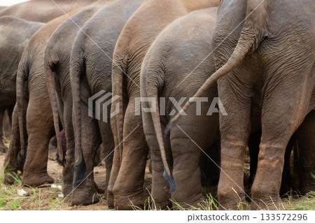 A herd of elephants stand side by side in a grassland, demonstrating the bonds of family. A herd of elephants stand side by side in a grassland, demonstrating the bonds of family. 133572296