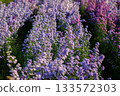 Lavender Field in Bloom: Rows of Purple Flowers Under Warm Sunset Light 133572303
