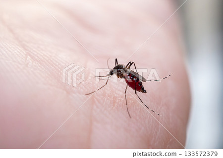 Aedes aegypti mosquitoes on human hand 133572379