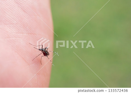 Aedes aegypti mosquitoes on human hand Aedes aegypti mosquitoes on human hand 133572436
