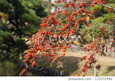 Ilex serrata fruit Ilex serrata fruit 133572490